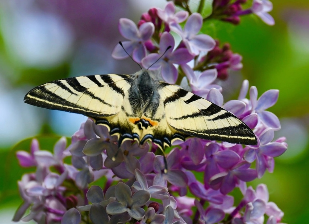    Бабочка подалирий на сирени — редкий и прекрасный гость курских садов и парков