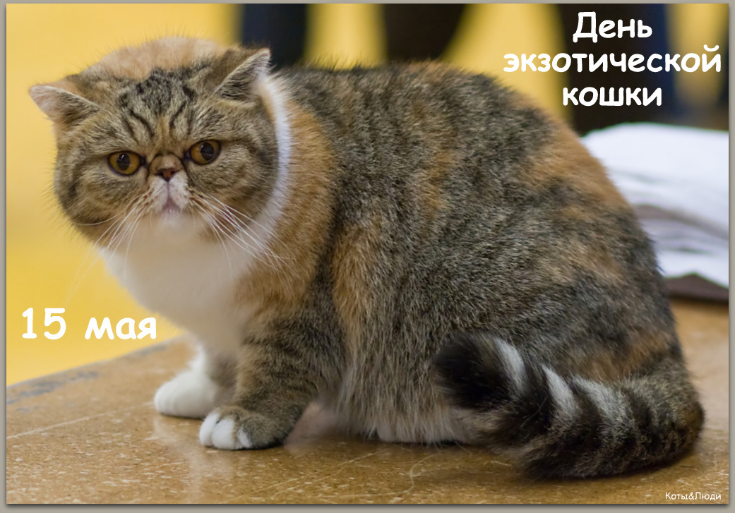 Коллаж автора. Использовано фото: https://translated.turbopages.org/proxy_u/en-ru.ru.1bebb8e4-6824b0ba-a17a4bab-74722d776562/https/en.wikipedia.org/wiki/Exotic_Shorthair#/media/File:Noidankattilan_Bellatrix_Exotic_shorthair.JPG