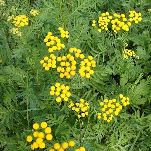 Фото с Яндекса 