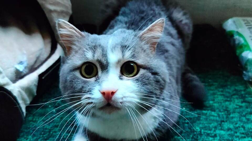 ❗❗S.O.S❗❗Наследники выбросили кота на улицу!