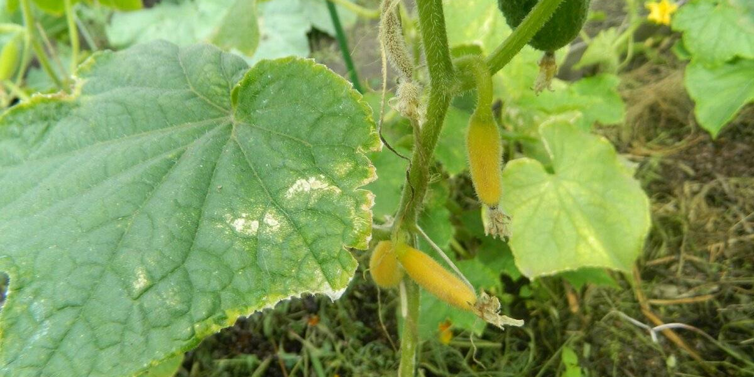 Почему желтеют огурцы и как это исправить