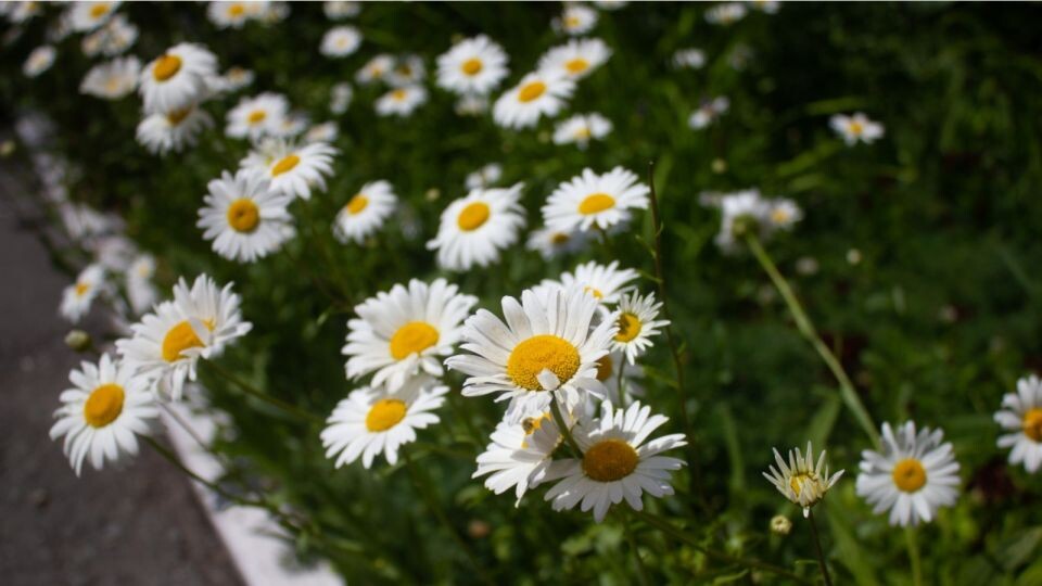    32-градусная жара придет в Алтайский край к длительным выходным. Источник: Анна Меньшикова, ТОЛК