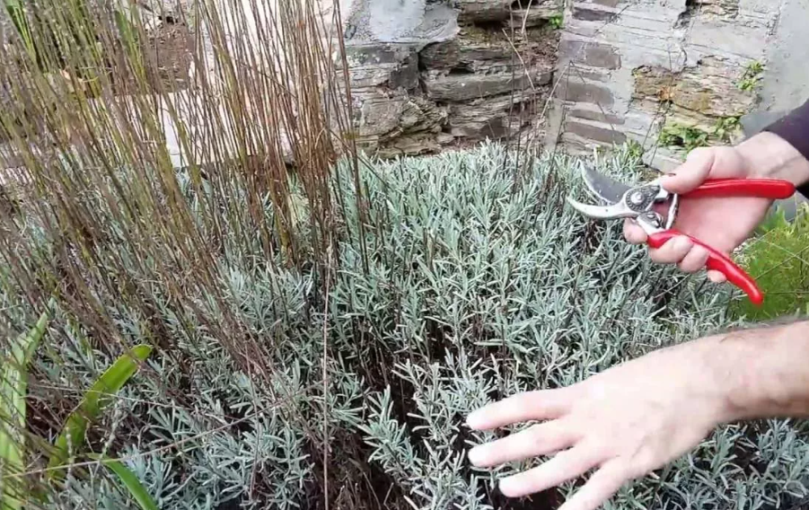 не оставляйте сухие цветоносы в зиму.