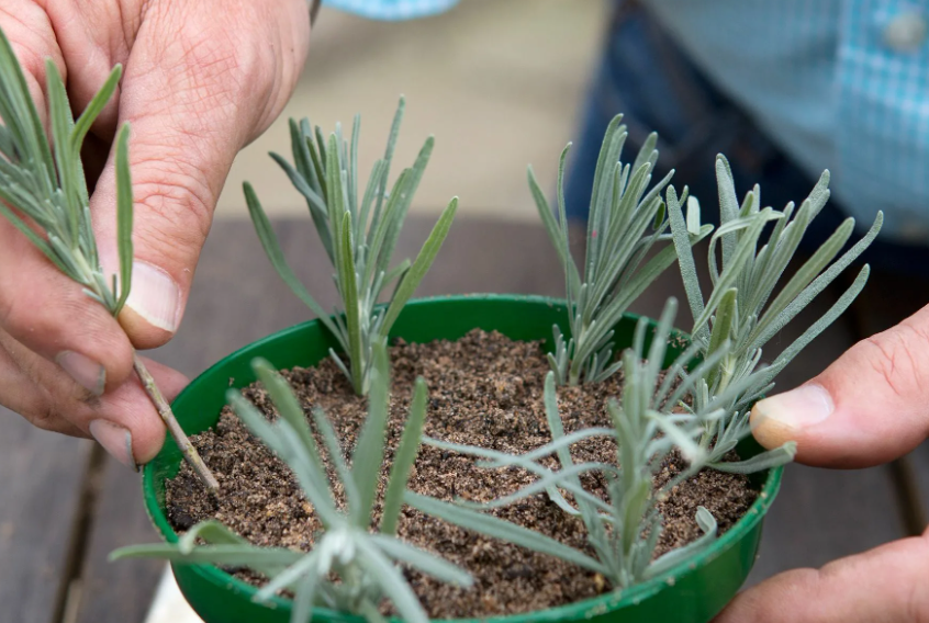 Лаванду проще черенковать