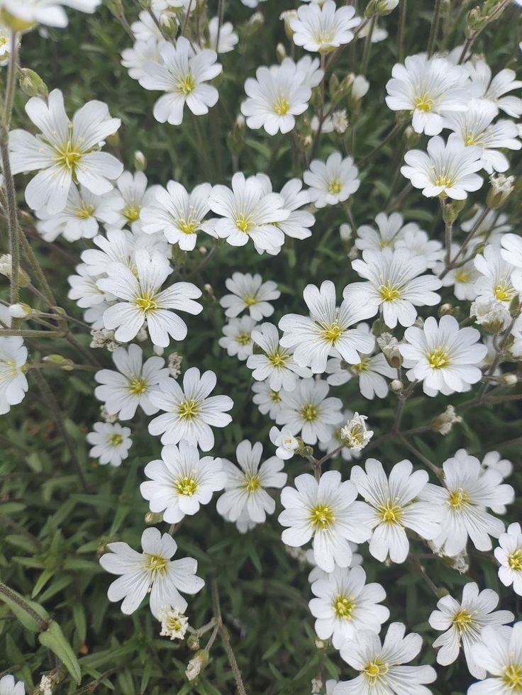 Ясколка войлочная. Источник фото Pinterest