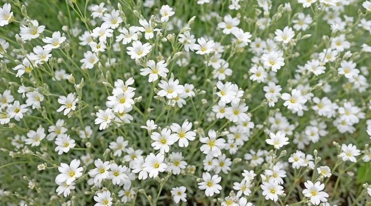 Ясколка войлочная. Источник фото Pinterest