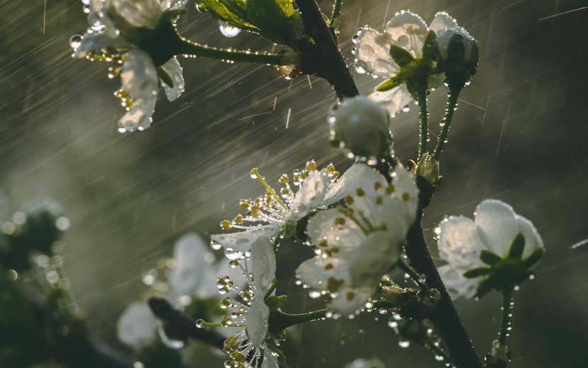    Погода в Ижевске на день: 15 мая ждем ночной дождь и до +19°С днем