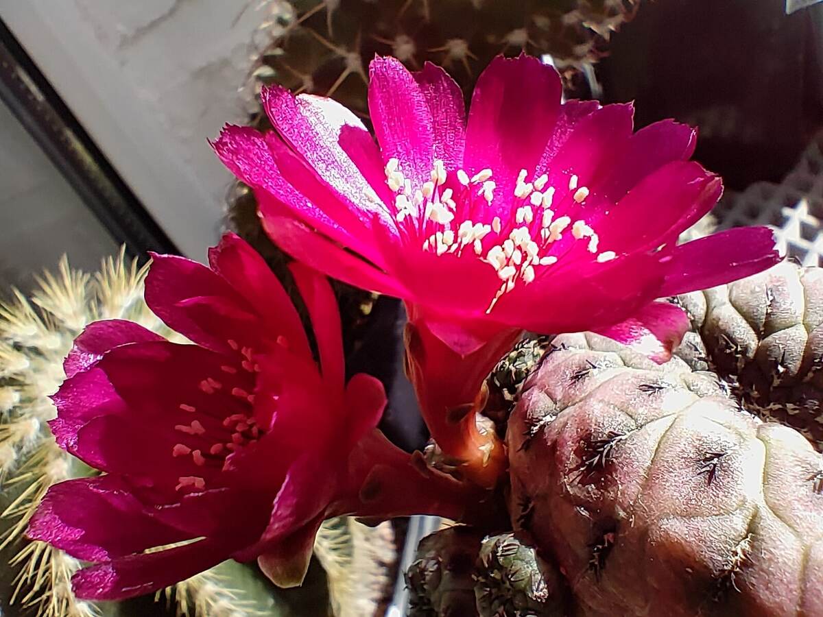 Кактус расцвел