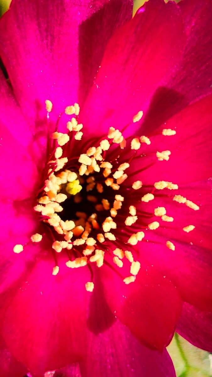 Цветок кактуса 