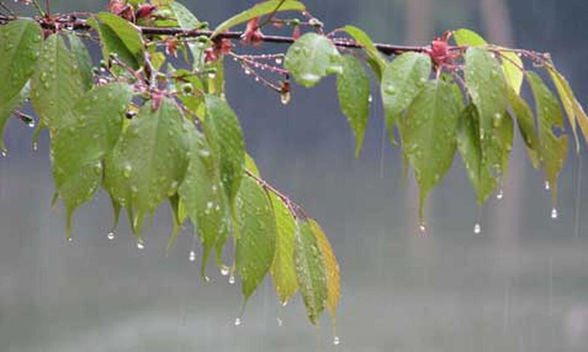 Ласковый майский дождь