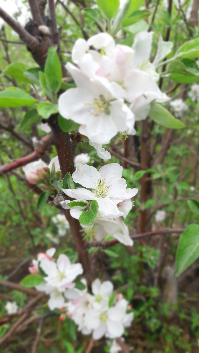 Моя цветущая яблоня