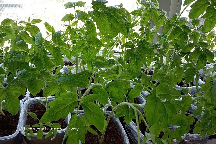 Рассада томатов дома. Фото автора.