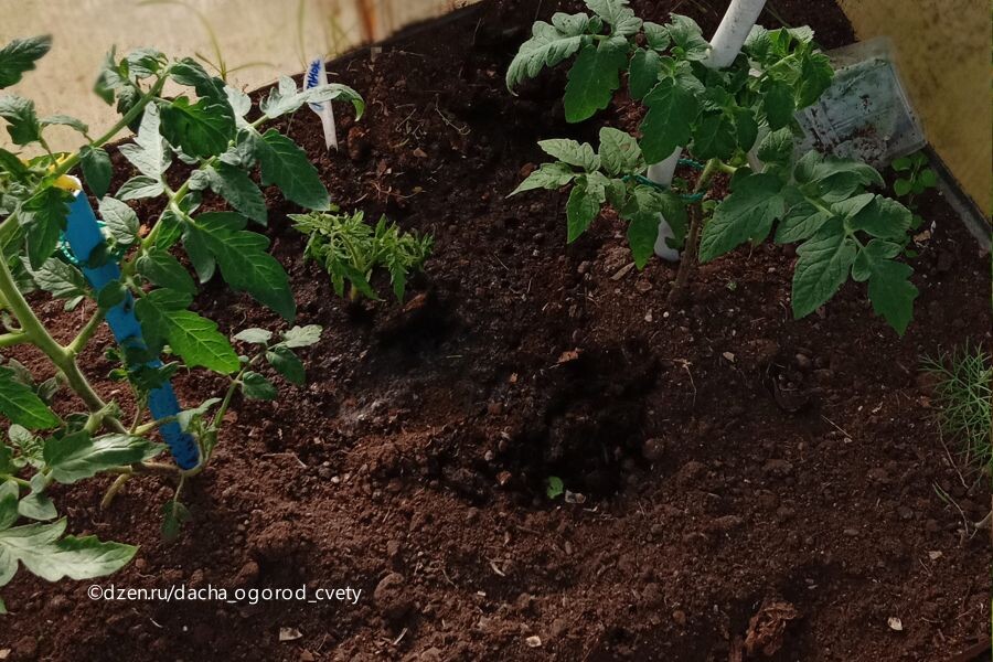 Рассада томатов - высадка в теплицу. Фото автора.