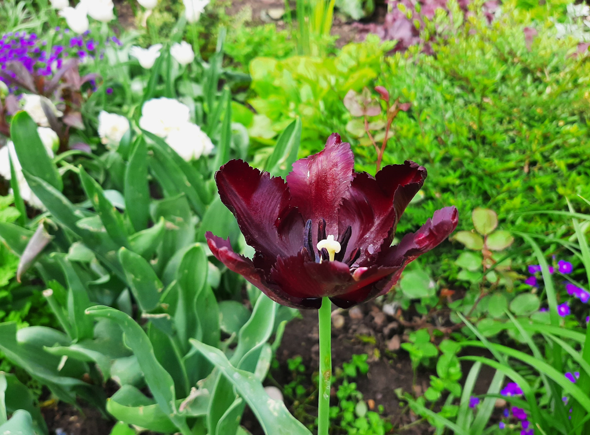 Предположительно, тюльпан Black Parrot