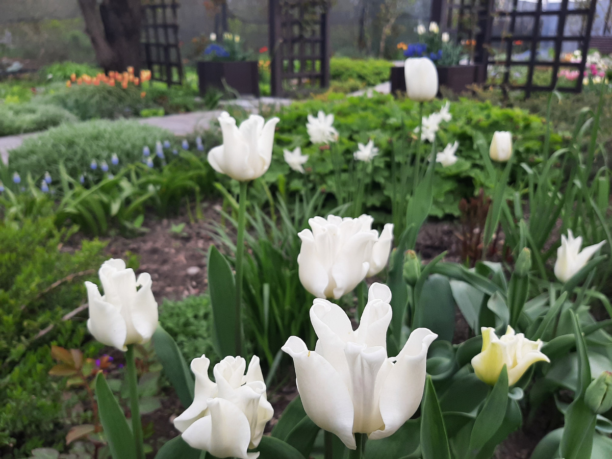 Тюльпан White Liberstar