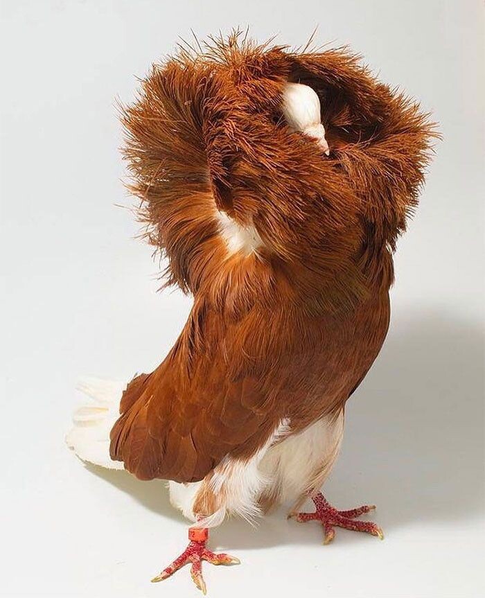 Настоящий король среди птиц! Осталось только научить его важным речам