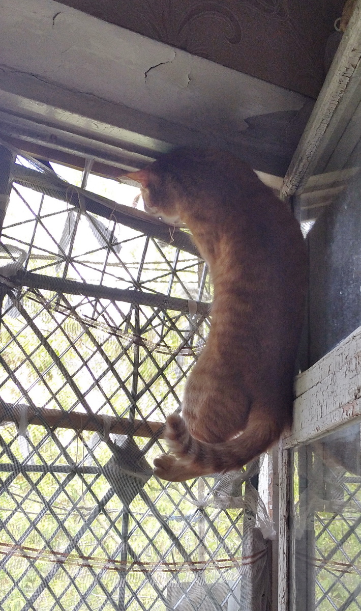 Личное  фото