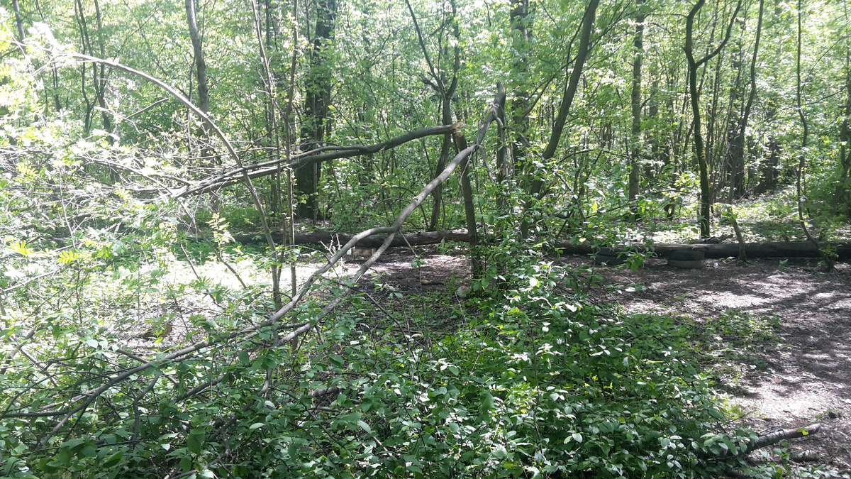 Последствия урагана: минус черёмуха, минус рябина...