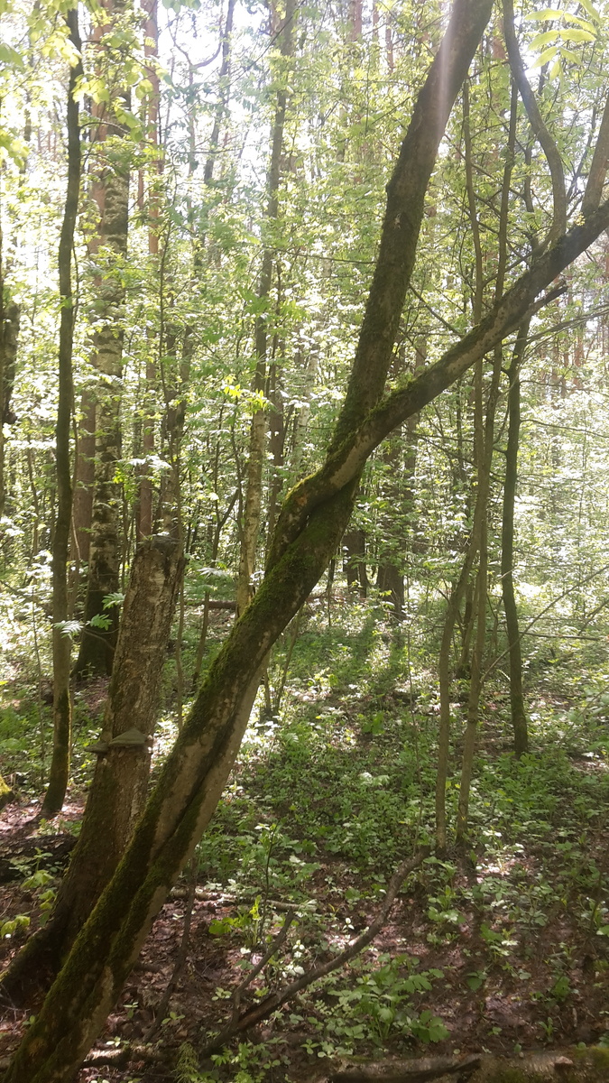 Дрервья поддерживают друг друга