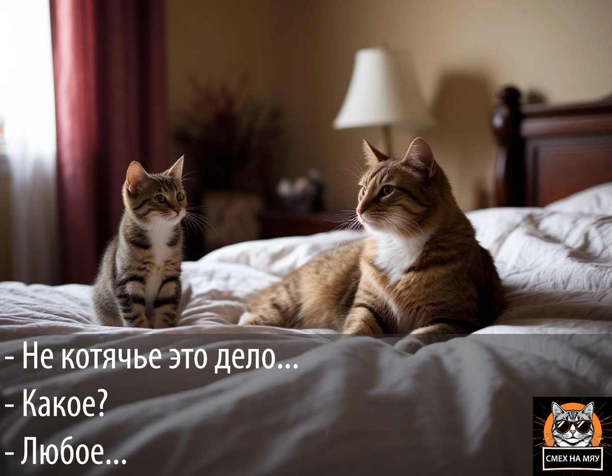 Котики обычно спят 12-16 часов. Котята и пожилые коты могут спать до 20 часов.