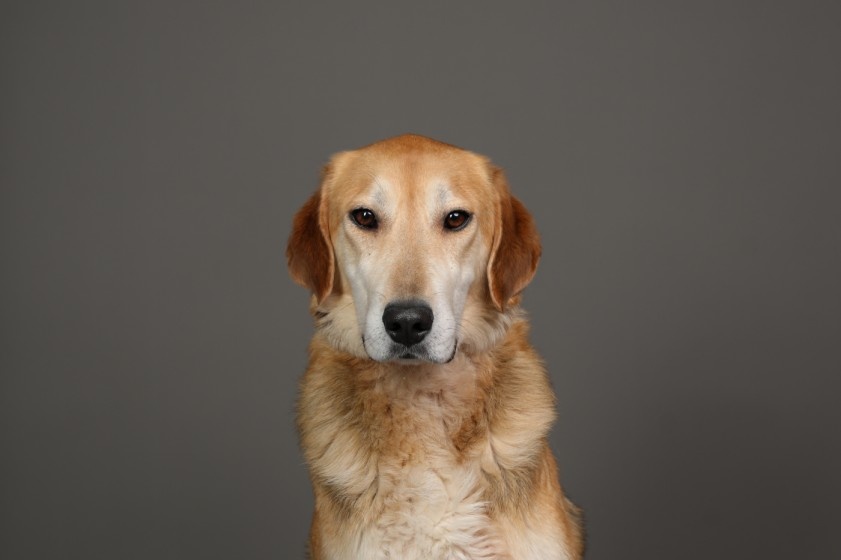 Наша серьезная красавица Алиса ищет дом и любимого хозяина, с которым вместе она будет много гулять в парке, резвиться. Скорейшего осуществления заветной мечты Алисе!