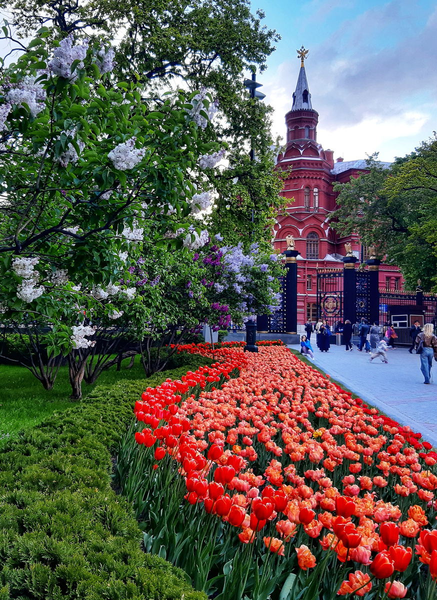 Весна 2025 в Москве. Волшебный аромат весны в Александровском саду.