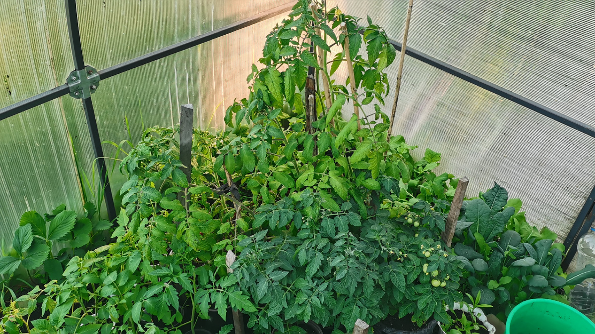 Томаты для раннего урожая Кохава, Три малыша, гномы Стринги, Дикий Фред и Пурпурное сердце.