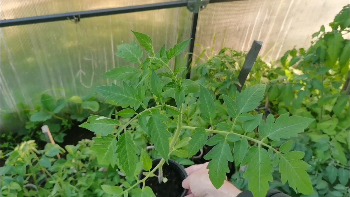 Томат Интуиция