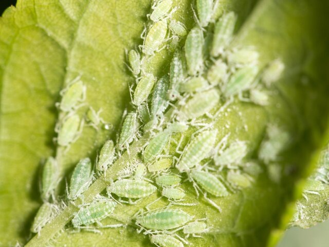    Фото: depositphotos/schankz