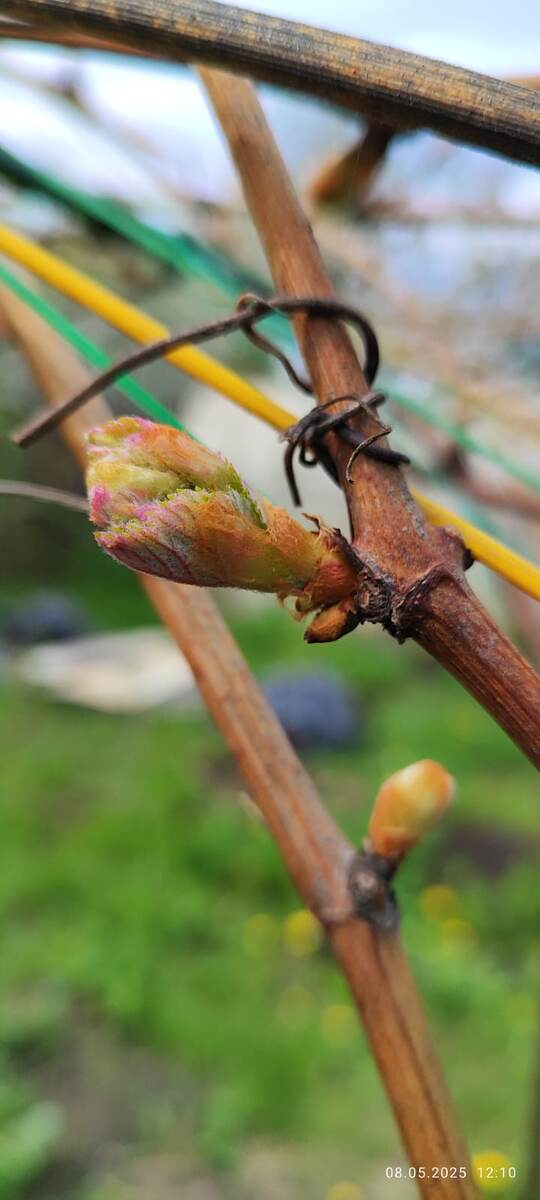 Виноград на даче