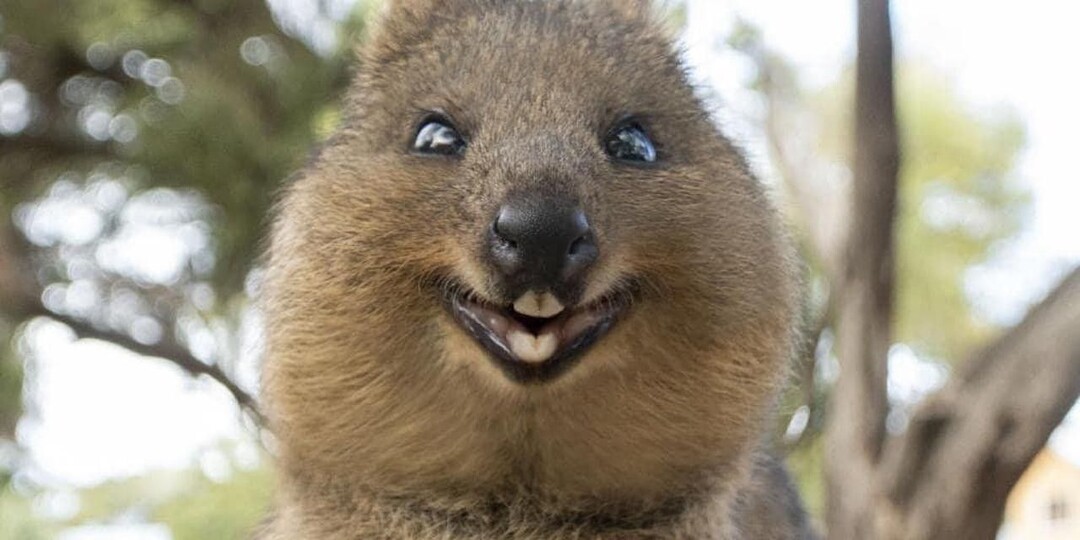 Смешное утро