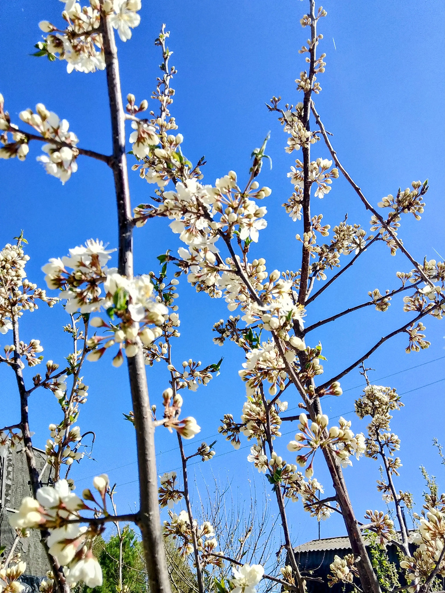 Цветение сливы 