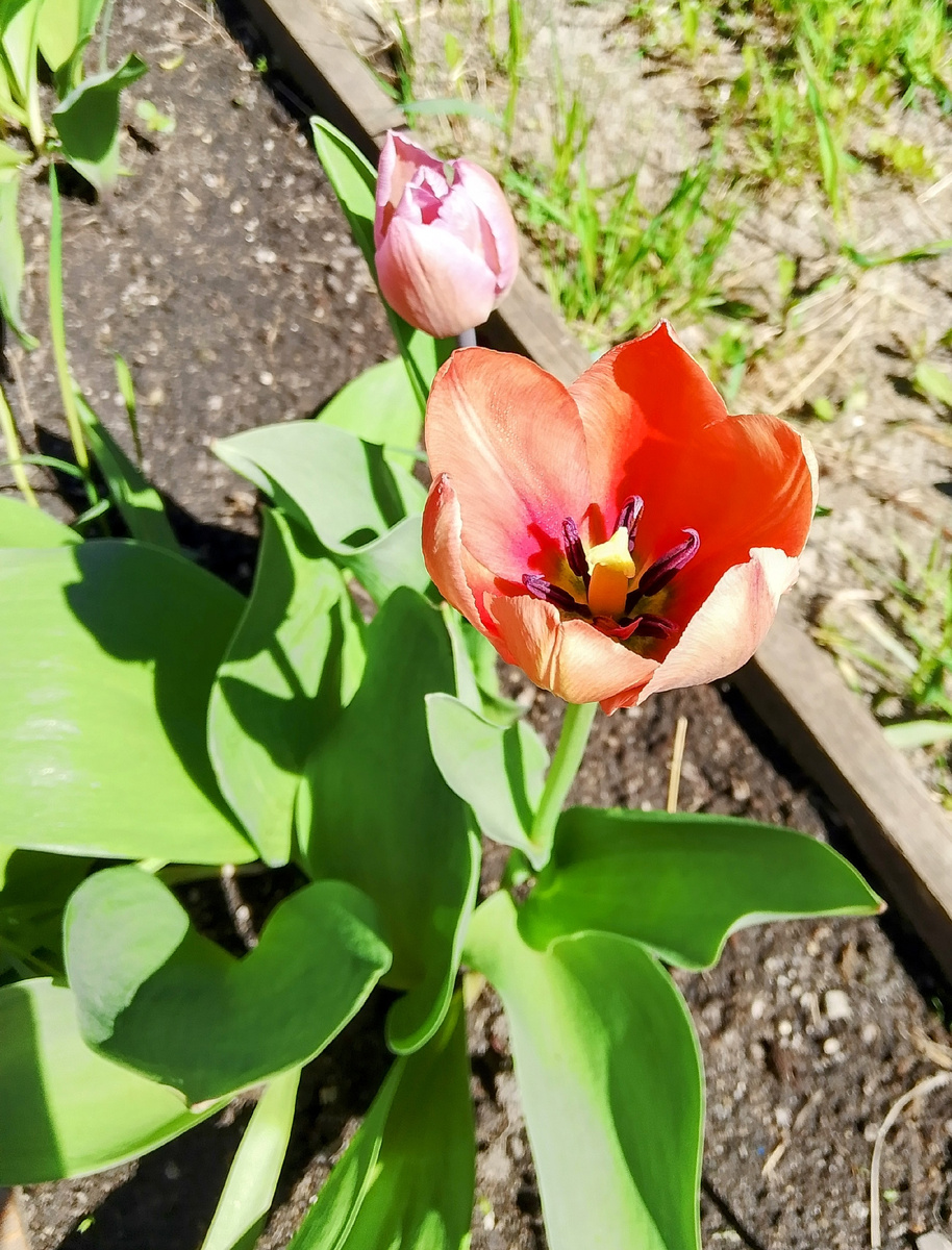 Тюльпаны цвести начинают 