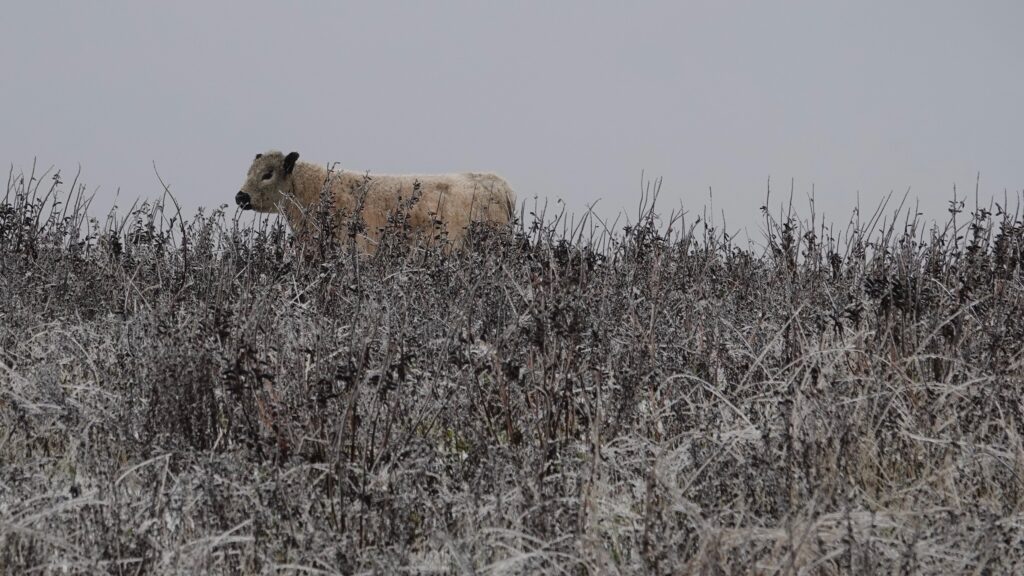    Фото: vk.com/galloway67 Елена Воронцова