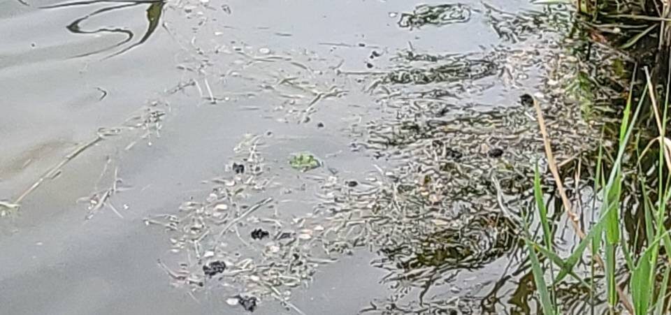    Фото: Росприроднадзор