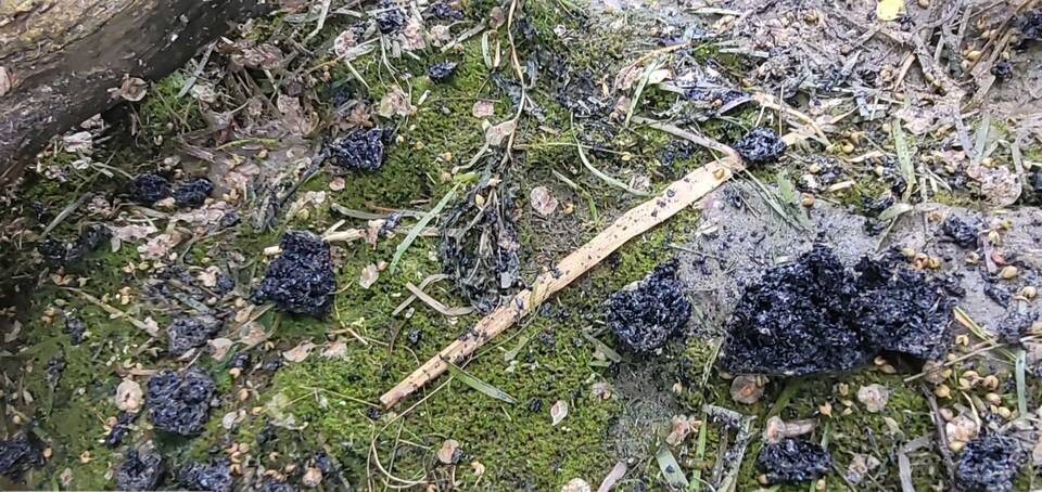    Фото: Росприроднадзор