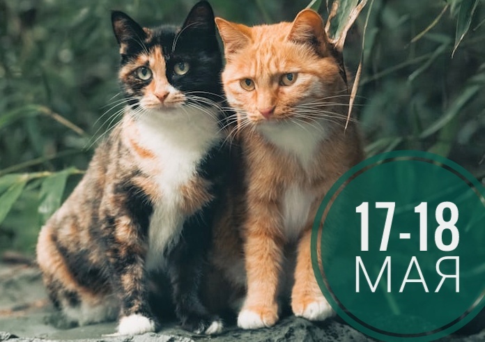 Нумерологический прогноз: все любят котиков)