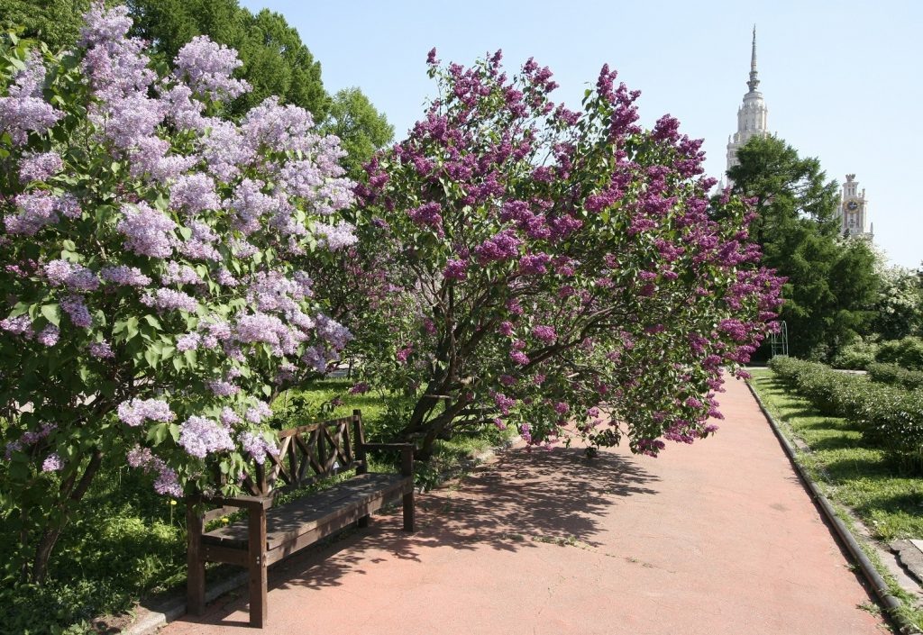   Фото: Ботанический сад МГУ