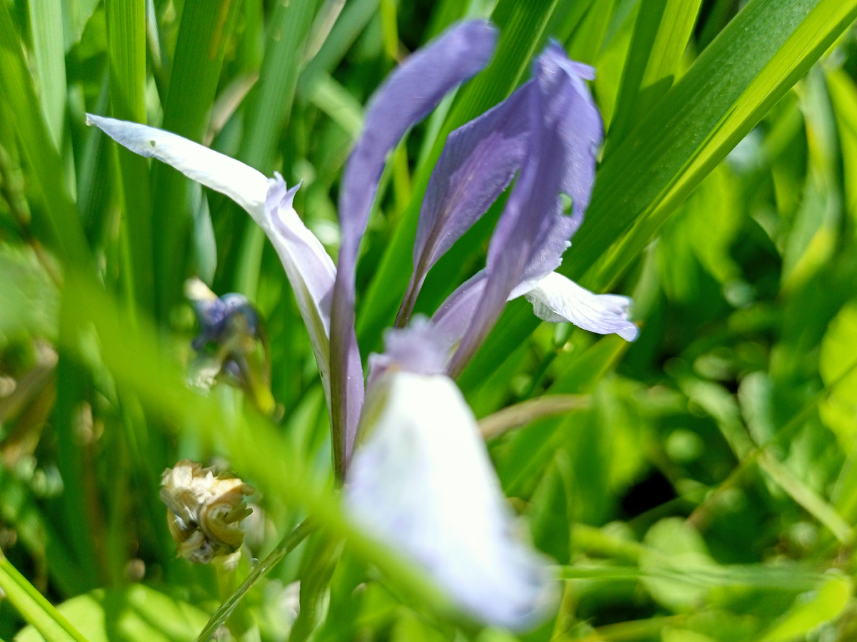 Не знаю какой цветок