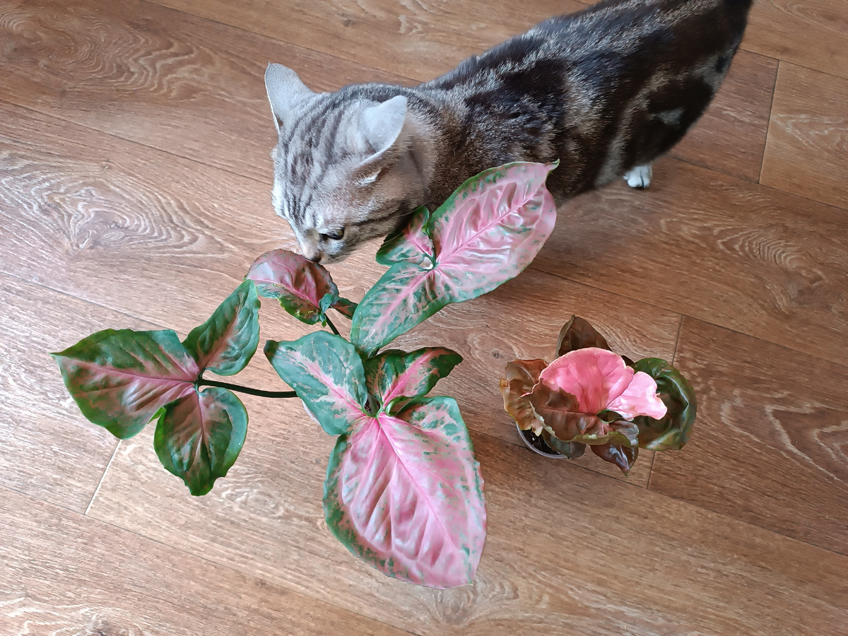 Для примера яркой расцветки - сингониум Орм Нак и Клубничный лед, эксперт одобряет