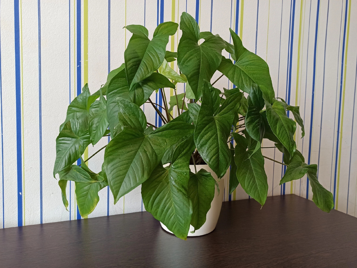 Беспородный сингониум в большом горшке, сколько черенков не помню, но много