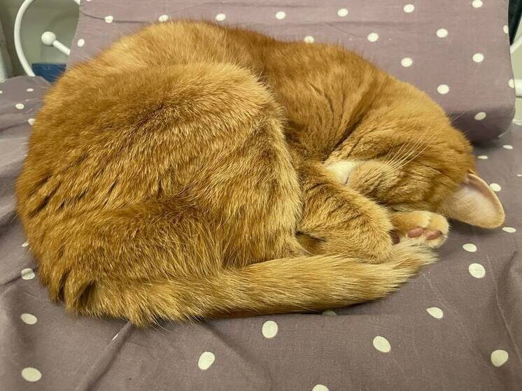     Долгий сон может быть симптомом депрессии, синдрома апноэ, гипотиреоза. Фото: Архив МК в Великом Новгороде