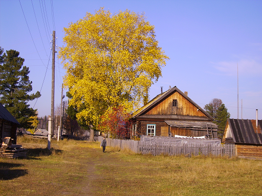 Самый большой тополь в нашем поселке