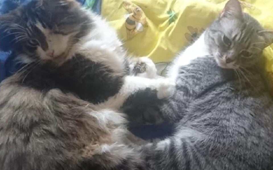 Лева и Зуля