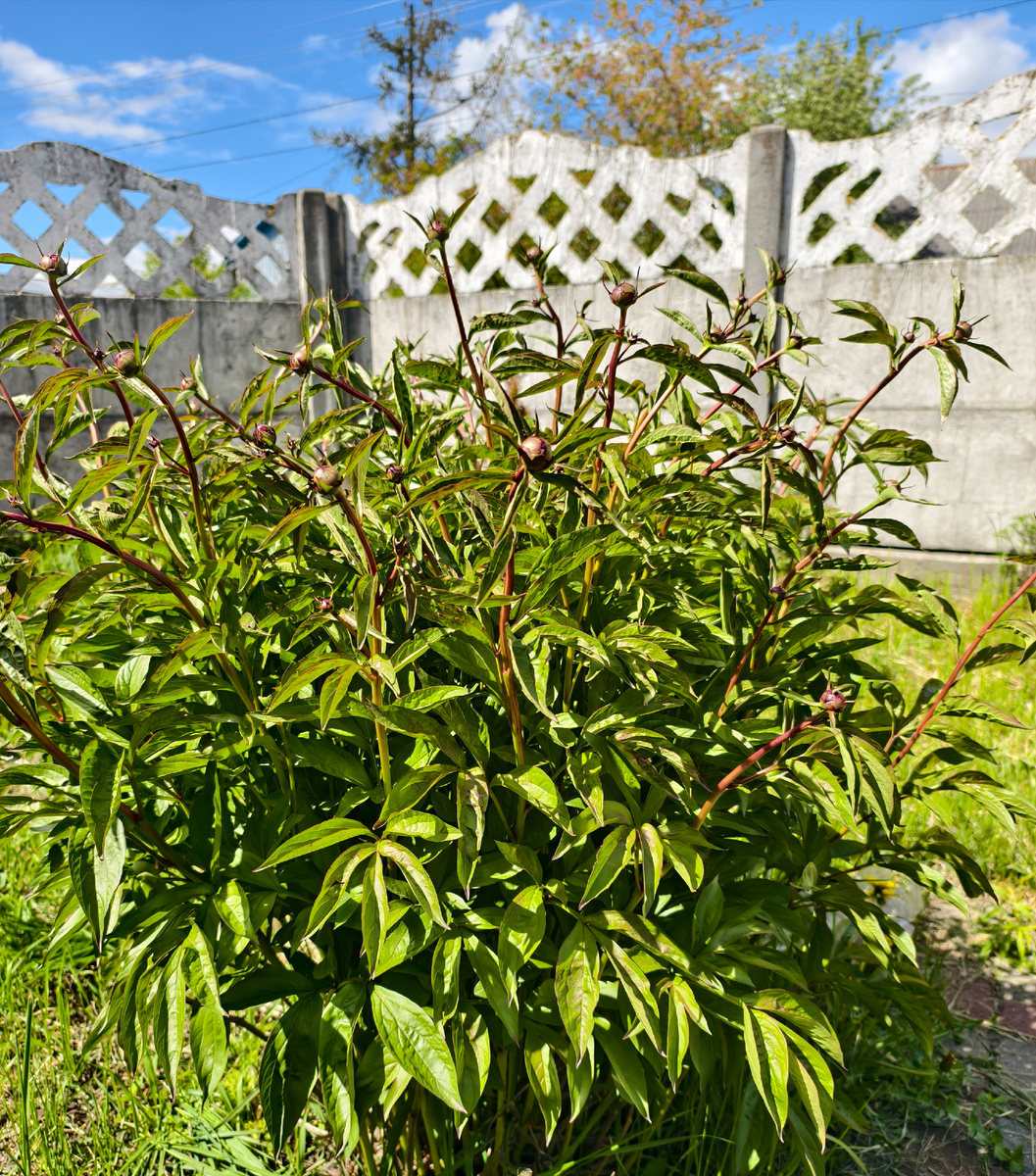 Куст пионов