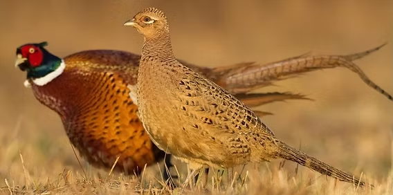 Сами вы курица! Я фазан! 