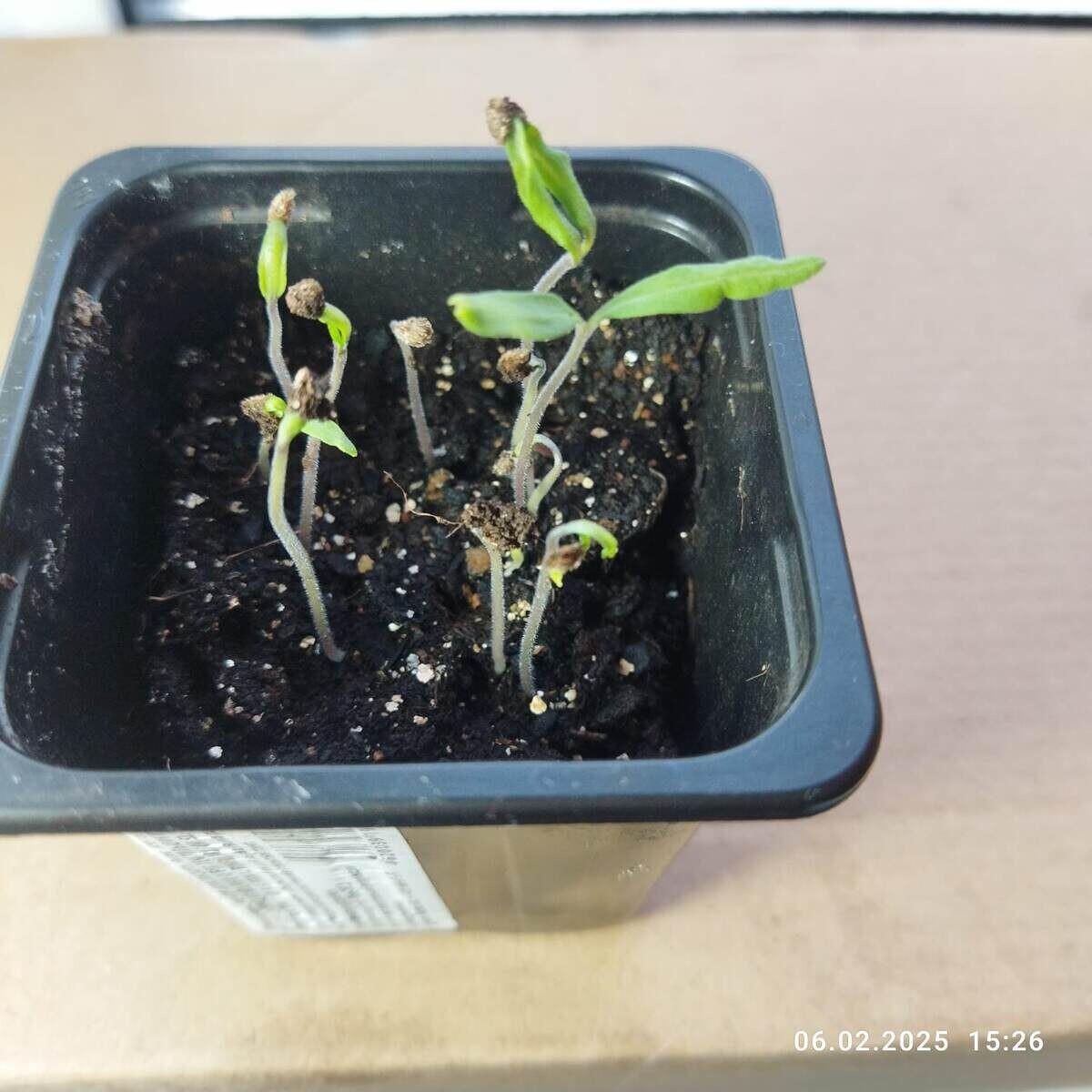 Коготь кабана, мои семена. Посеяны 1 февраля. Дата фото 6 февраля. Просто проверяла грунт, посеяв семена когда фасовала. 12 штук. Потом их все выбросила.