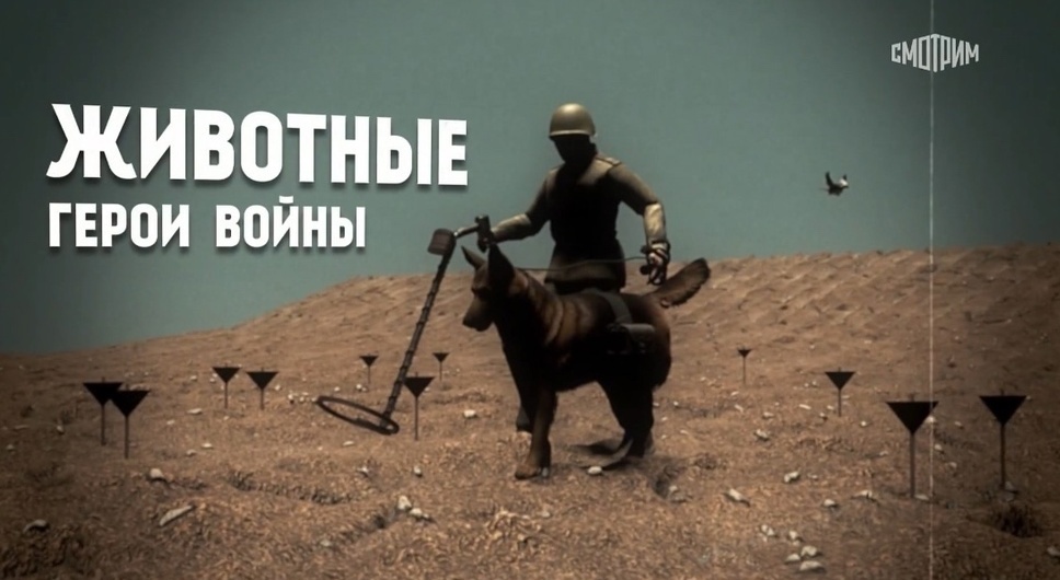 Кадр программы. Фото скрин шот. 