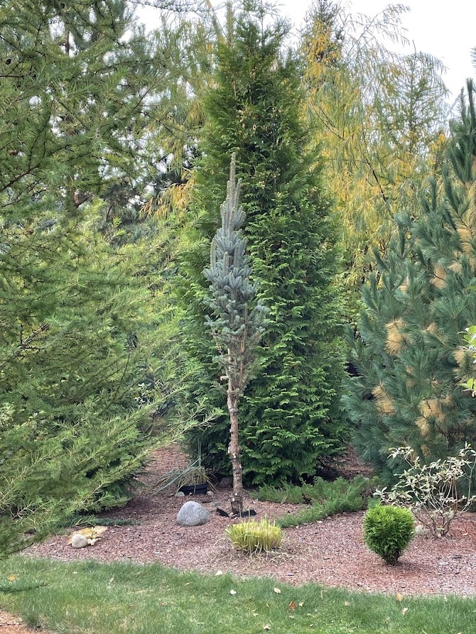 2024 октябрь Picea pungens Iseli Fastigiate