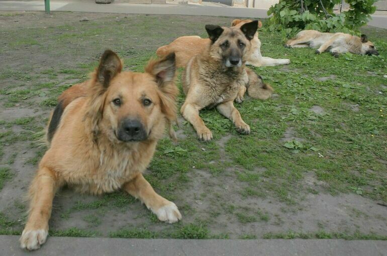   Тимур Ханов/ПГ